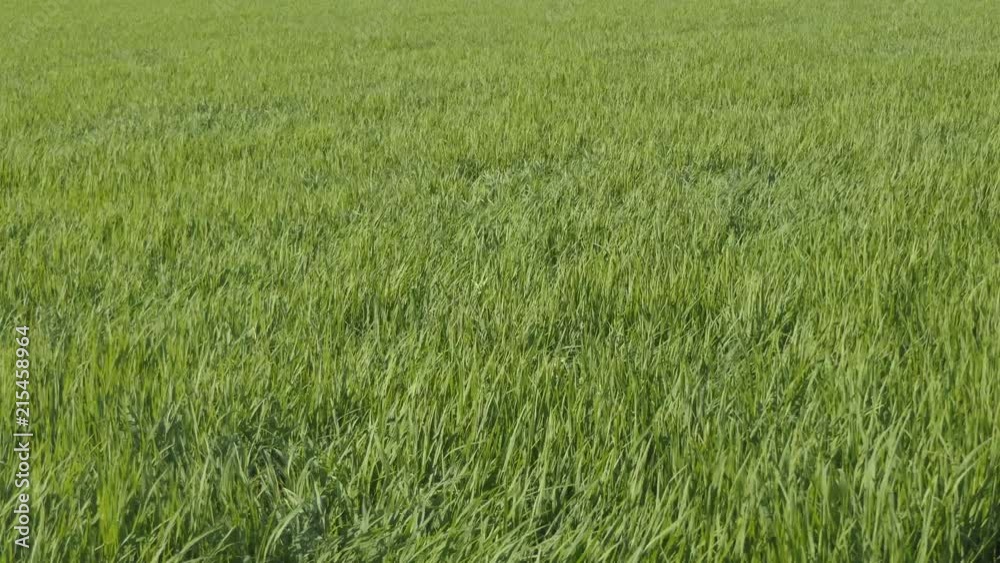 Green field with rice stalks swaying in the wind, Green field with rice stalks swaying in the wind,