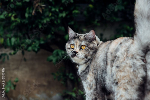 Cat looking at something with interest and happy