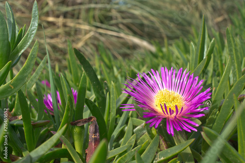New Zealand coastal succulent flowering DISPHYMA AUSTRALE