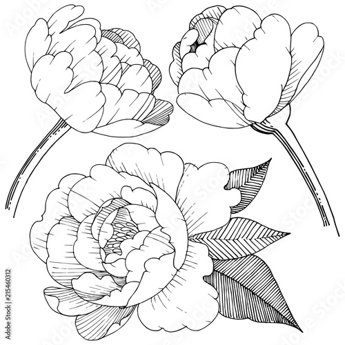 Peony in a vector style isolated. Full name of the plant: peony. Vector flower for background, texture, wrapper pattern, frame or border.