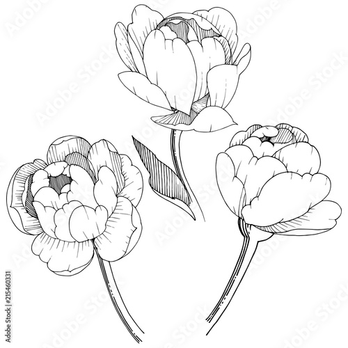 Peony in a vector style isolated. Full name of the plant: peony. Vector flower for background, texture, wrapper pattern, frame or border.