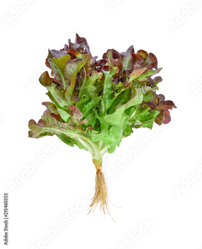 Fresh red oak lettuce isolated on white background. photo