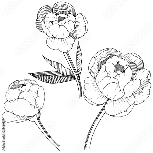Peony in a vector style isolated. Full name of the plant: peony. Vector flower for background, texture, wrapper pattern, frame or border.
