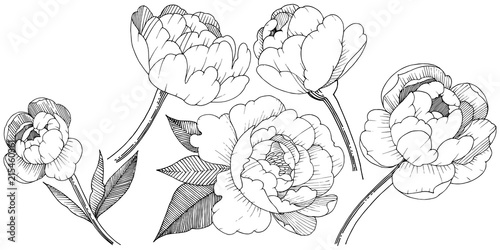 Peony in a vector style isolated. Full name of the plant: peony. Vector flower for background, texture, wrapper pattern, frame or border.