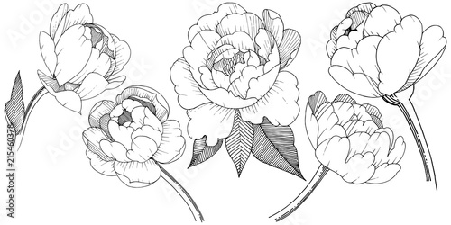 Peony in a vector style isolated. Full name of the plant: peony. Vector flower for background, texture, wrapper pattern, frame or border.