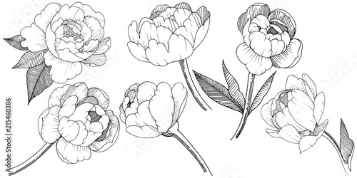 Peony in a vector style isolated. Full name of the plant: peony. Vector flower for background, texture, wrapper pattern, frame or border.