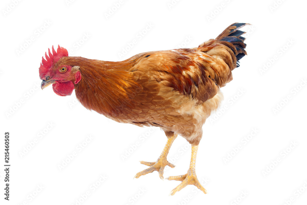 Fototapeta premium hen or rooster chicken isolated on white background
