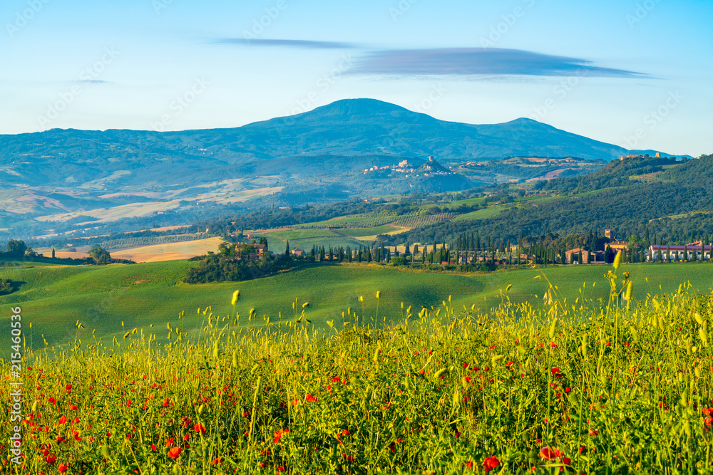 Beautiful natural landscape  of green Hilly Tuscan Field in summer