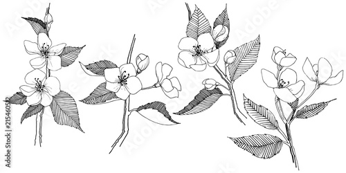 Apple bloom in a vector style isolated. Full name of the plant: Apple bloom. Vector flower for background, texture, wrapper pattern, frame or border.