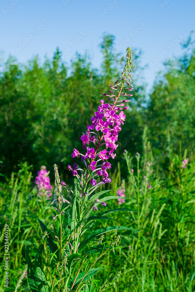 Fototapeta premium Pink flower wild medicinal plant-narrow-Leaved Cypress, Ivan-tea lats. Fireweed. Onagraceae family cypress grass during flowering in meadow in summer 