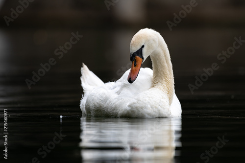 Fototapeta Naklejka Na Ścianę i Meble -  Mute swan (Cygnus olor)