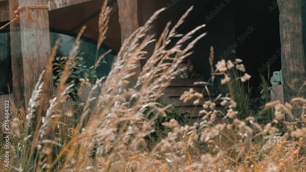 Tall grass blowing gently in the breeze conceals a tiger sleeping in a zoo enclosure. Slow motion. Tall grass blowing gently in the breeze conceals a tiger sleeping in a zoo enclosure. Slow motion.