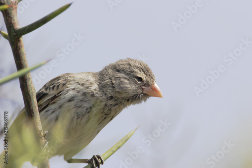 Small ground finch (Geospiza fuliginosa) female on branch, Urvina Bay, Isabela, Galapagos Islands, Ecuador photo