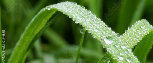 banner for website, Fresh grass with dew drops close up