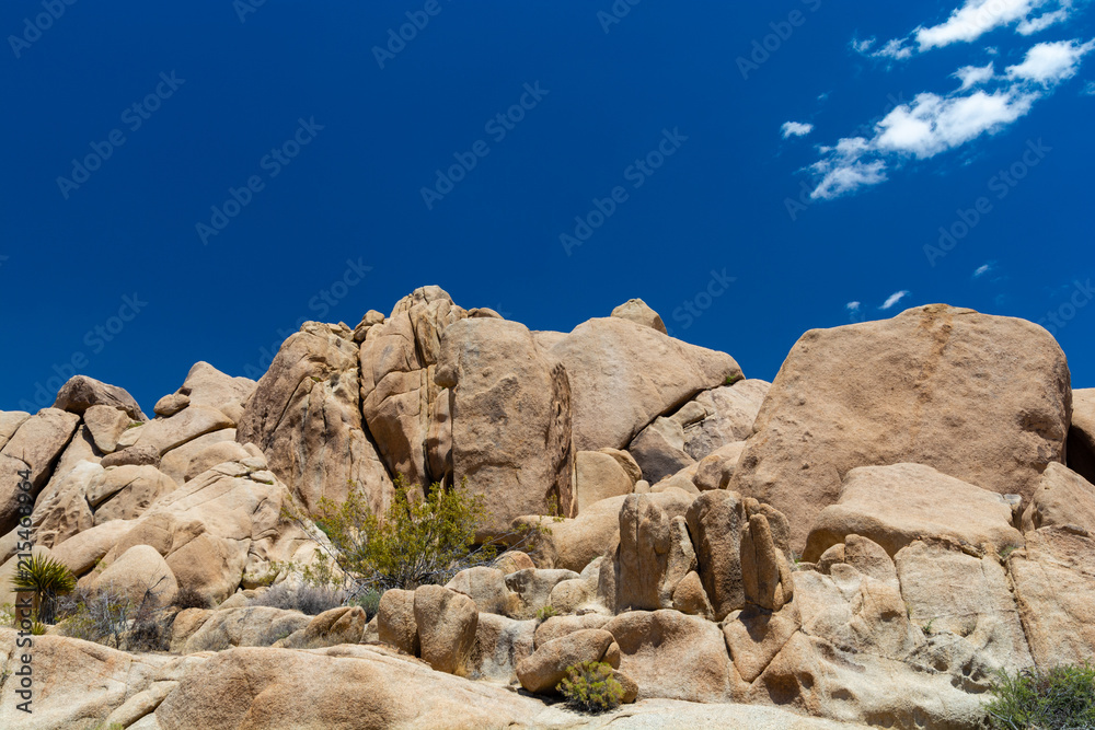 Joshua tree landscape