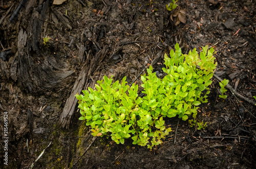 Abstract closeup photo of box bush on the soil slope. Natural backround. Ecology concept of clear environment. Contrast between live and inanimate nature. Concept of strong will to live. 