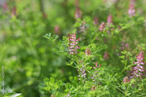 thyme, a medicinal plant grows in the mountains