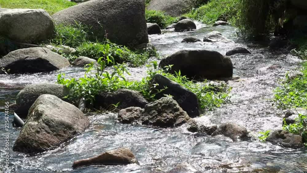 Small stream with weed in shining day Small stream with weed in shining day