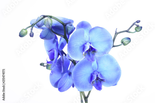 Fototapeta Naklejka Na Ścianę i Meble -  A beautiful blue orchid standing against a white background. The filigree colorful blue exotic flower has blossomed and is a symbol of life, art and the everlasting.