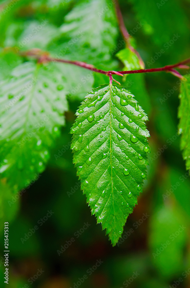 leaf with drops leaf with drops