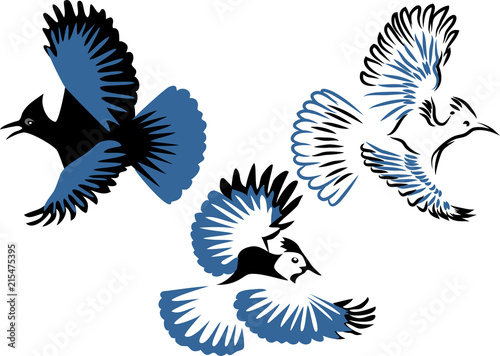 Steller´s jay - stylized vector illustration photo