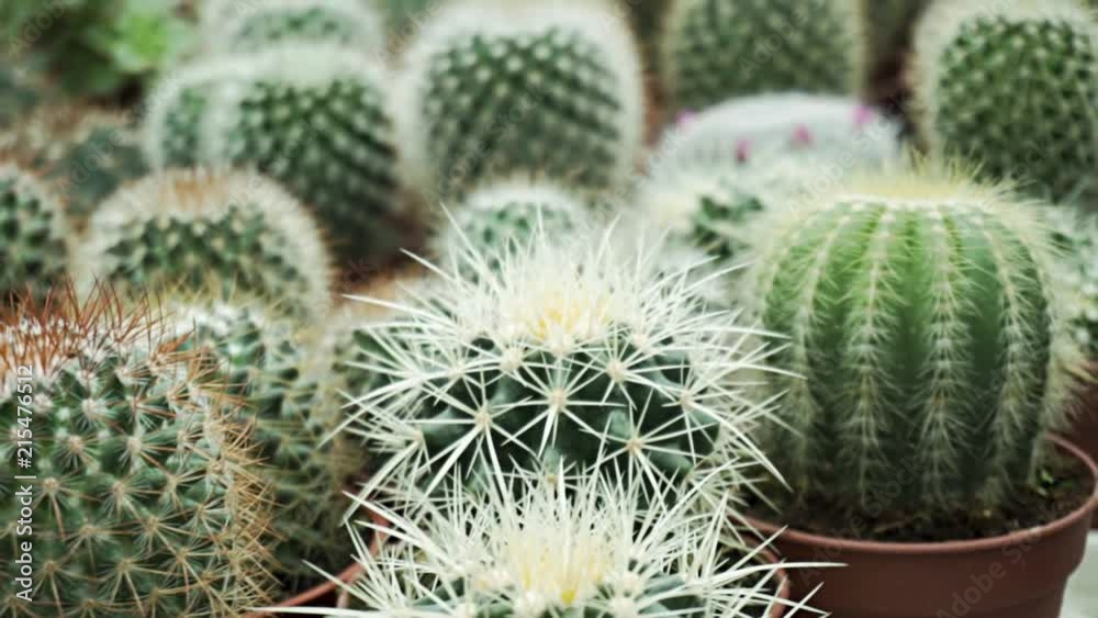 SLOW MOTION: Many small cactus cacti in flower pots