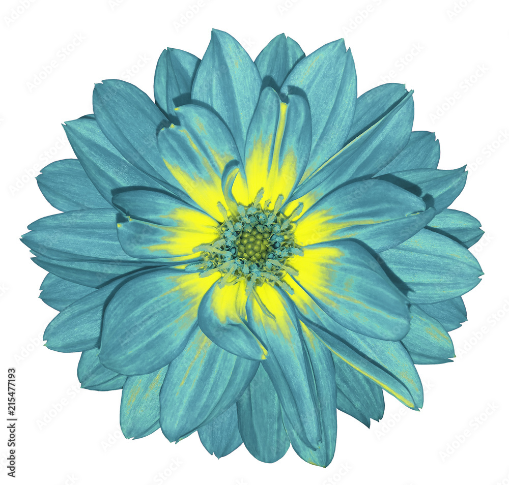 Obraz premium Dahlia bright turquoise flower on white isolated background with clipping path. For design. Closeup. Nature. .