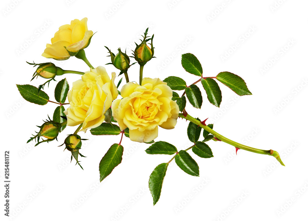 Naklejka premium Gałązka kwiatu róży ogrodowej, pąków i liści
