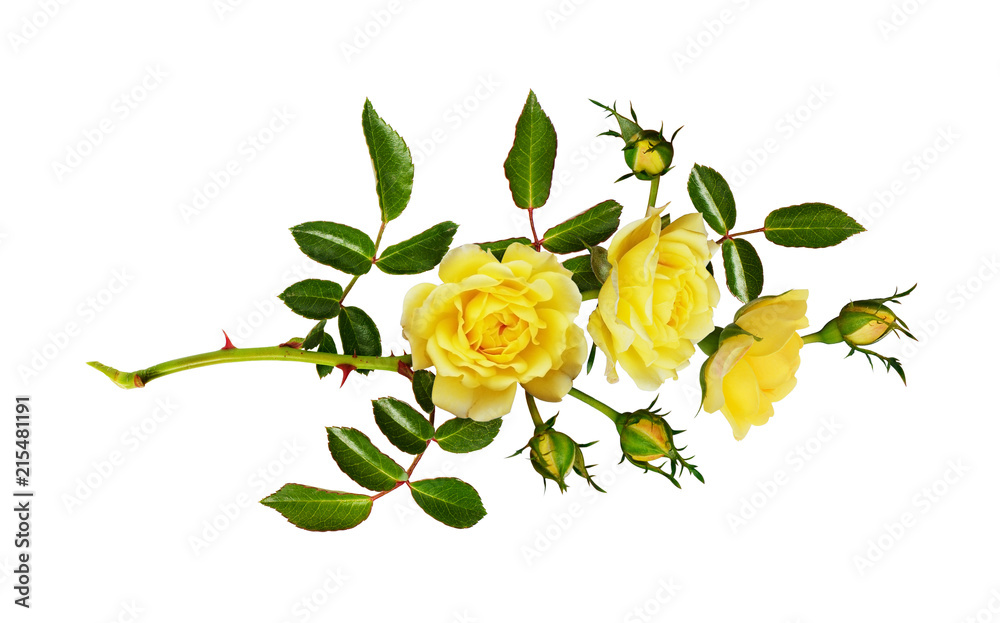 Fototapeta premium Yellow garden rose flower, buds and leaves