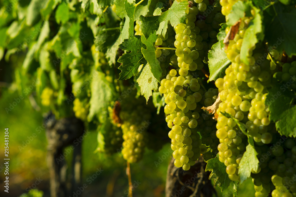 wine grapes on cordon at wineyard before harvest wine grapes on cordon at wineyard before harvest