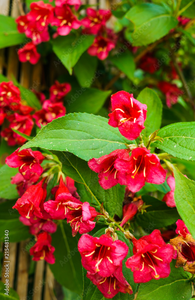 Shortcut - a genus of flowering plants of the family Balsaminov.