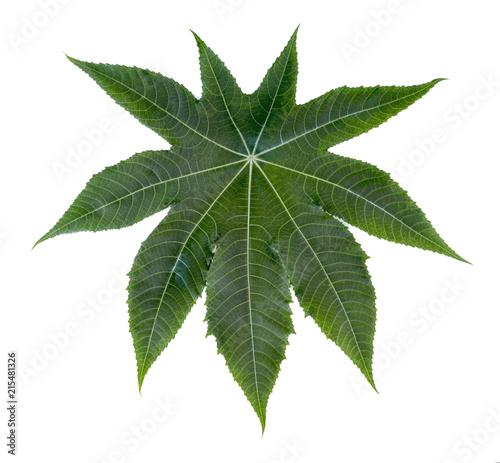 Castor leaf fresh isolated on white background