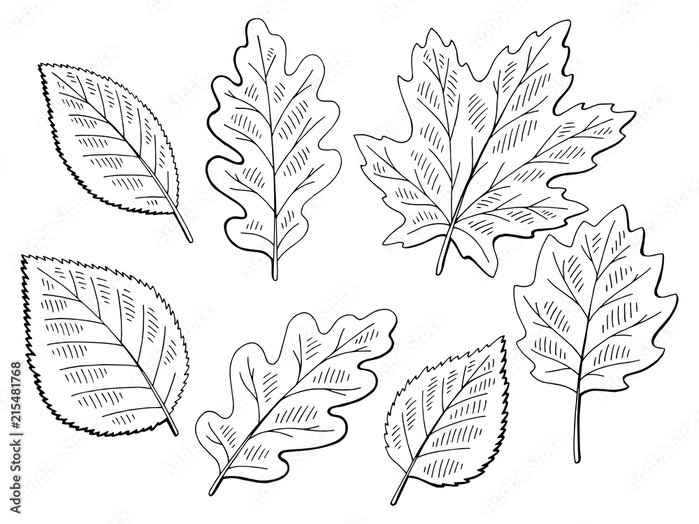 Tree leaf set graphic black white isolated sketch illustration vector