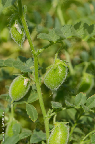 Chickpea or chick pea with plant.  Cicer arietinum on the branch plant. photo