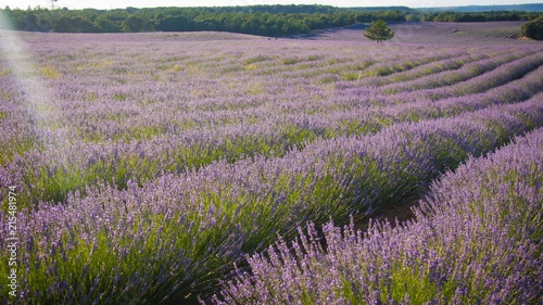 Lavender field in sunlight,Spain. Beautiful image of lavender field.Lavender flower field, image for natural background.Very nice view of the lavender fields. 