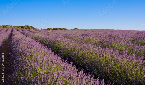Lavender field in sunlight,Spain. Beautiful image of lavender field.Lavender flower field, image for natural background.Very nice view of the lavender fields. 