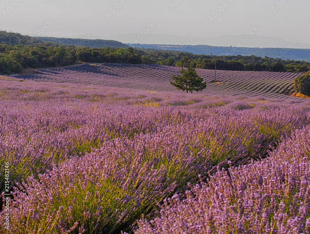 Fototapeta premium Lavender field in sunlight,Spain. Beautiful image of lavender field.Lavender flower field, image for natural background.Very nice view of the lavender fields. 