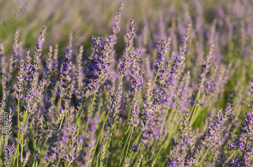 Lavender field in sunlight,Spain. Beautiful image of lavender field.Lavender flower field, image for natural background.Very nice view of the lavender fields. © spanish_ikebana