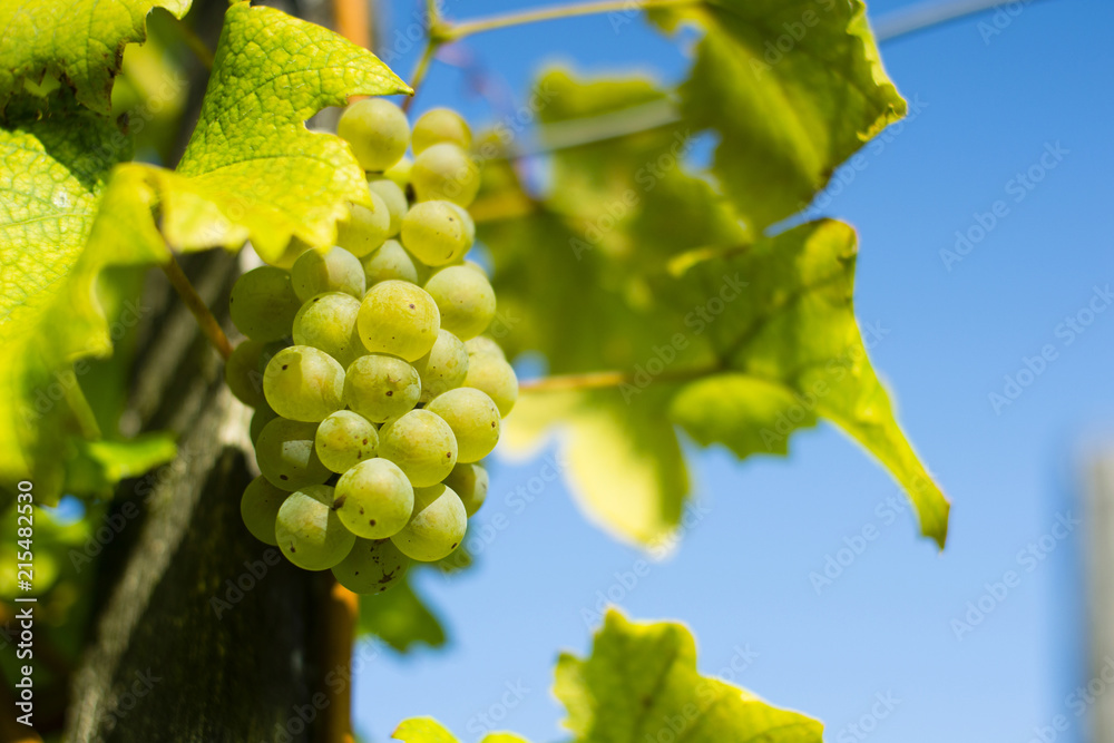 grapes on vine stock at wine yard grapes on vine stock at wine yard