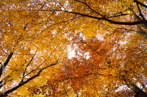 Autumn foliage forest 