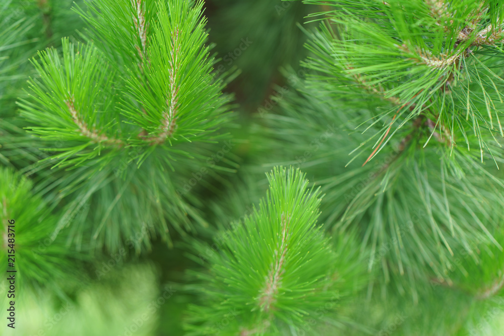 Brightly green pine branches