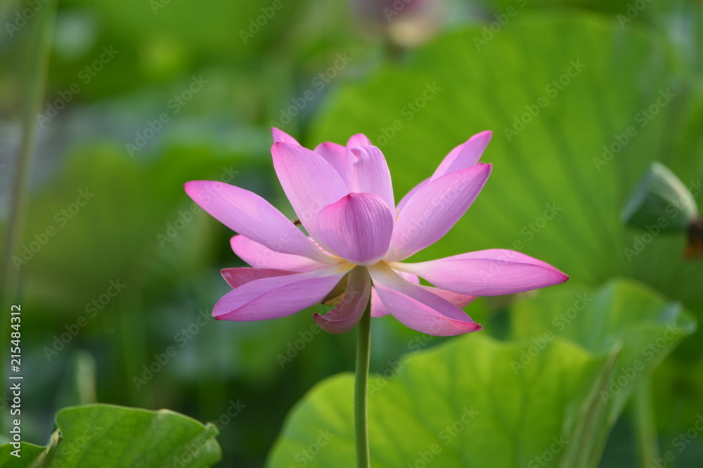 Blooming lotus flowers in the park Blooming lotus flowers in the park