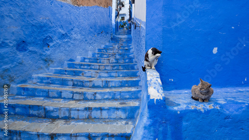 Stray cat spending time at the streets of Chefchaouen, Morocco © CanYalicn