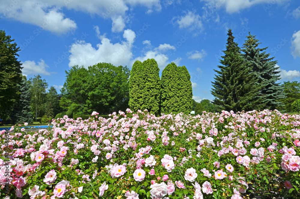 Flower bed of pink roses in the park with trees and blue sky with scattered clouds in the background Flower bed of pink roses in the park with trees and blue sky with scattered clouds in the background