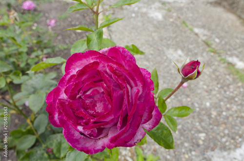 A tinted violet rose in the park alley
