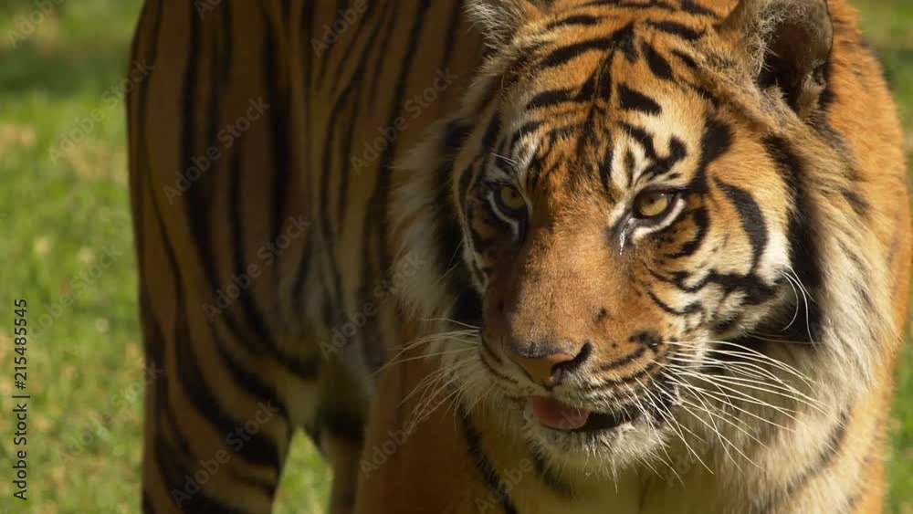 Tiger staring and licking lips Tiger staring and licking lips