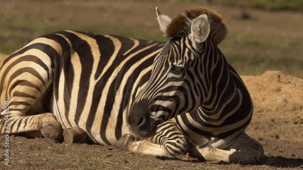 Zebra turning head to look, SLOW Zebra turning head to look, SLOW