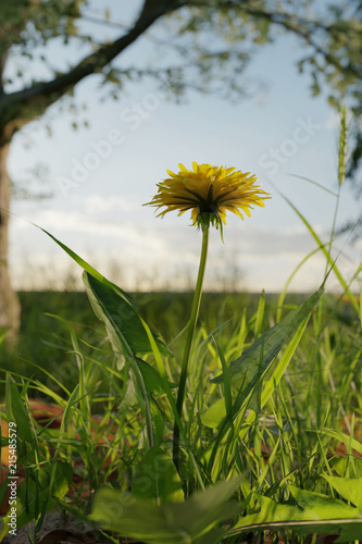 allein wachsende L  wenzahn Blume im frisch ergr  ntem Gras. 3D Rendering