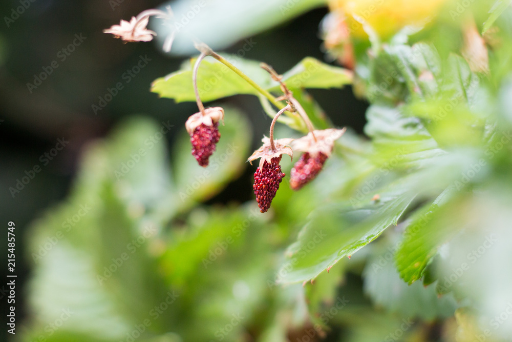 dry strawberries on a shrub dry strawberries on a shrub