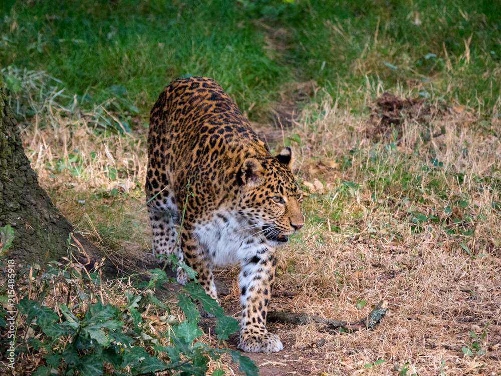 Obraz premium Panthère